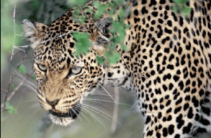 रामनगर में नर गुलदार का शव मिलने से हड़कंप, आपसी संघर्ष या वन्यजीव हमले की जांच जारी।