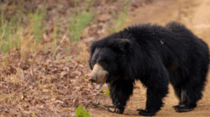 Chamoli Bear Attack dumak gaon samayhastakshar