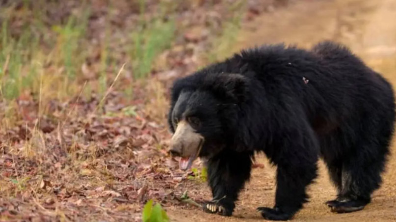 Chamoli Bear Attack dumak gaon samayhastakshar