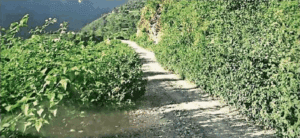 road encroached by bush thauldhar samayhastakshar