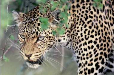 रामनगर में नर गुलदार का शव मिलने से हड़कंप, आपसी संघर्ष या वन्यजीव हमले की जांच जारी।